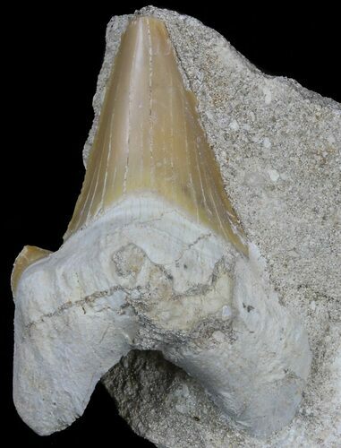 Otodus Shark Tooth Fossil In Rock - Eocene #60204